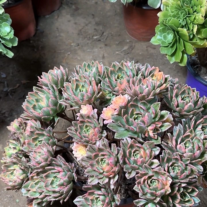 多肉植物法师甜茶15