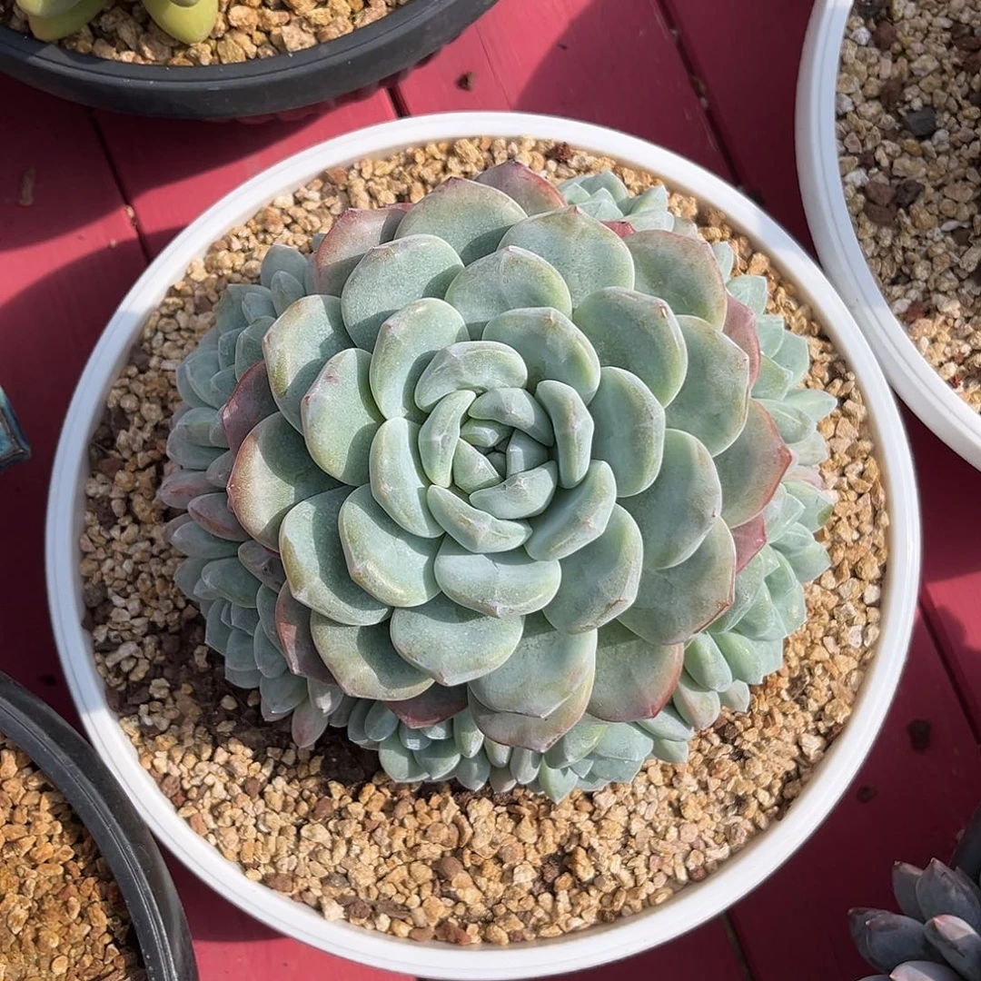 冰玉捧花一物一拍