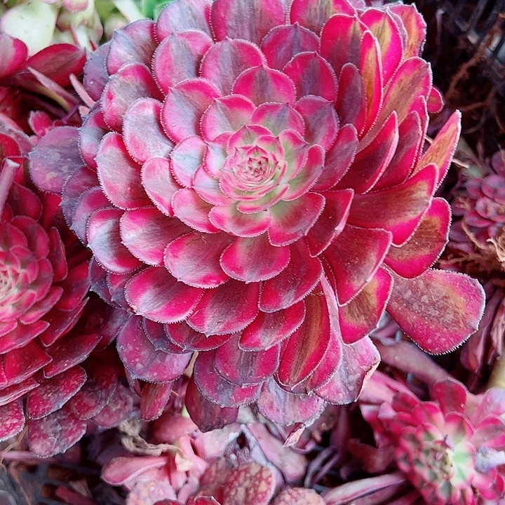 白月光单头多肉植物