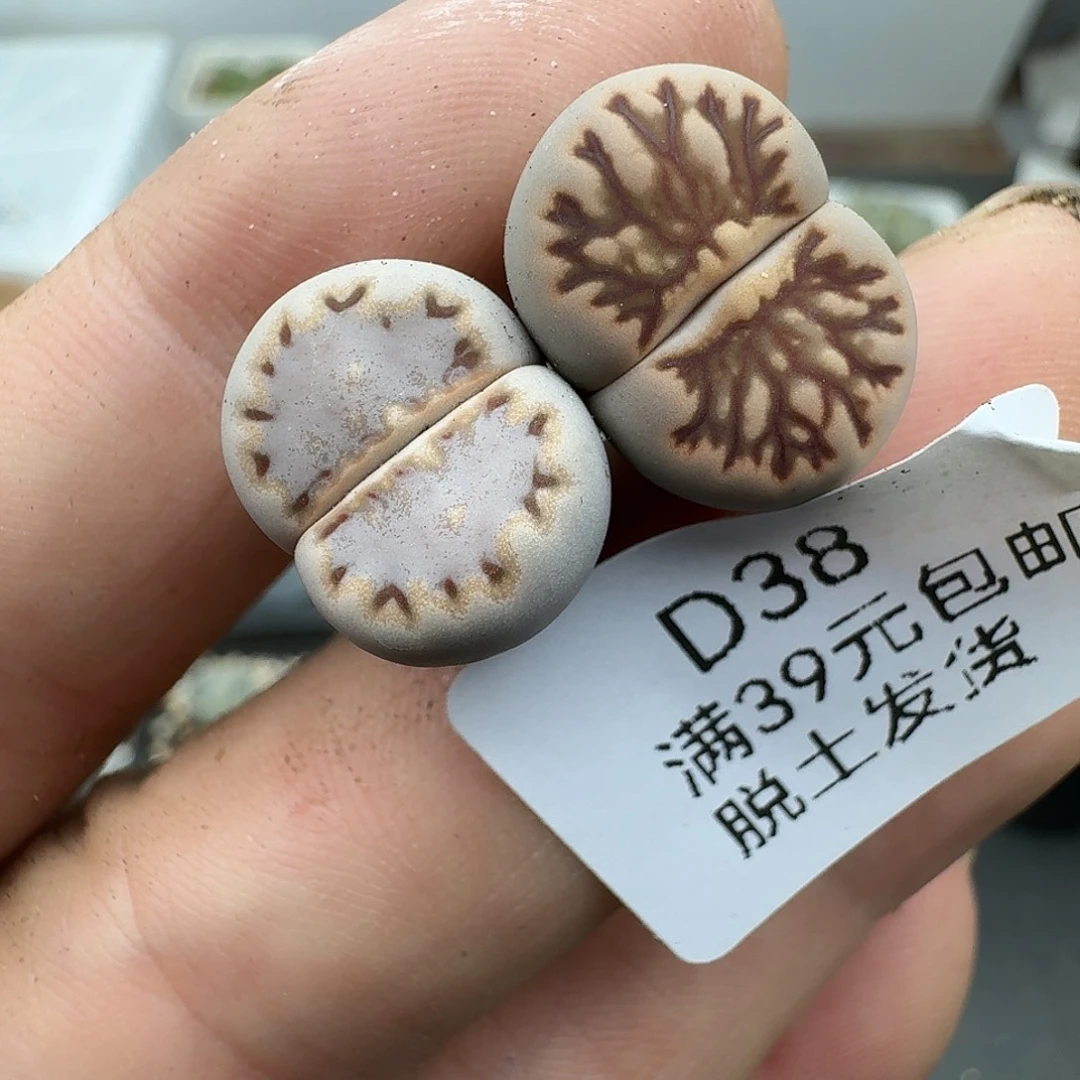 38多肉哈哈哈哈哈哈哈哈