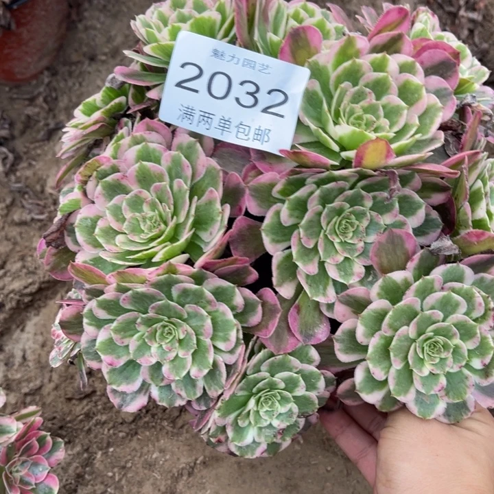 丽***丽霁月多肉的人多肉的人2032