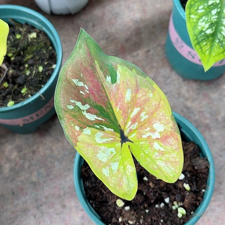 不开花植物擎天柱