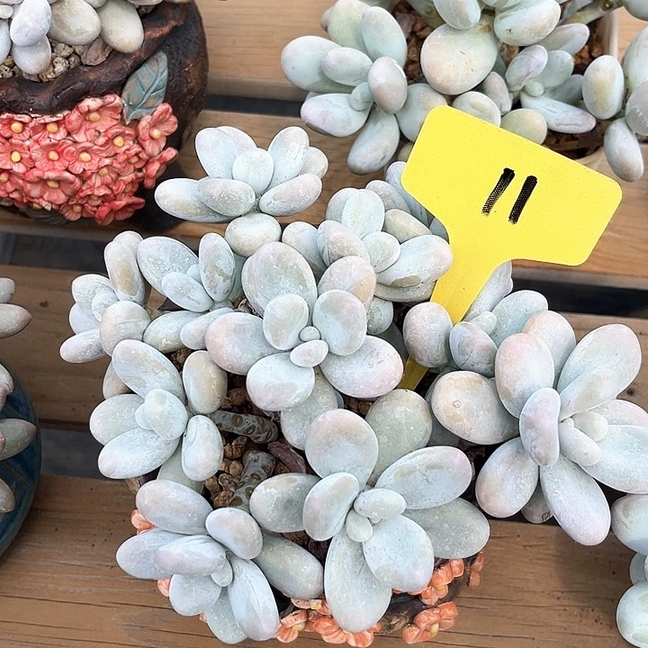 原始奶11号码牌子的话题