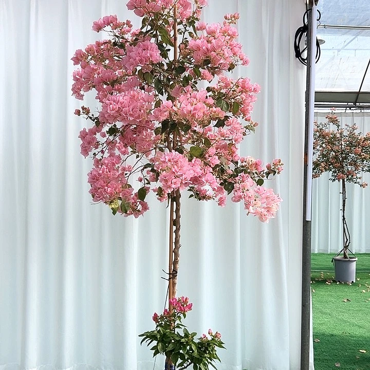 完全开放田*龙四季开花