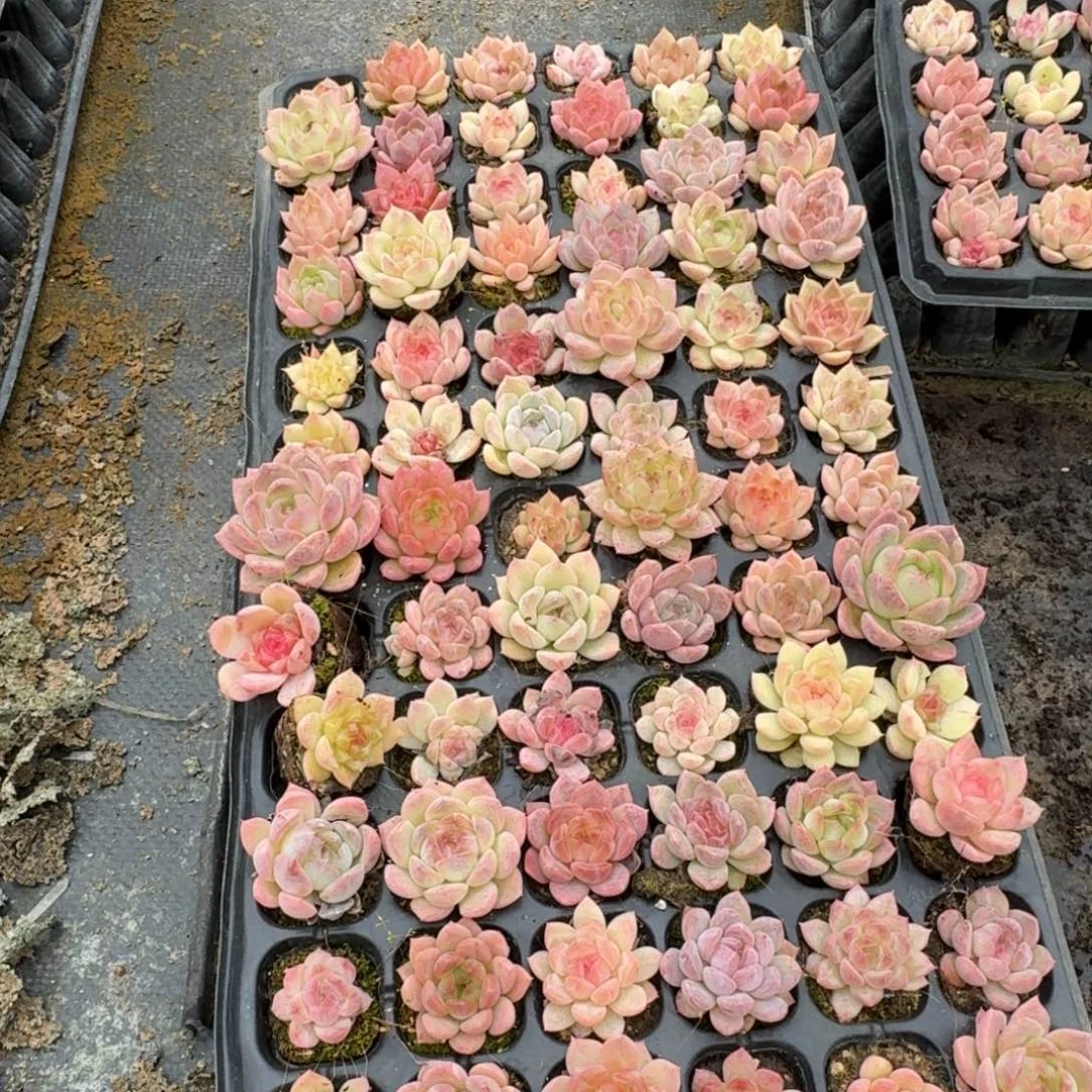 未选育珍妮一盘量拍19-18