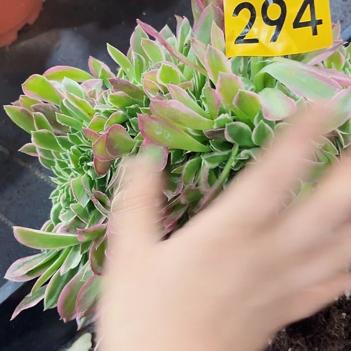 多肉植物福利294