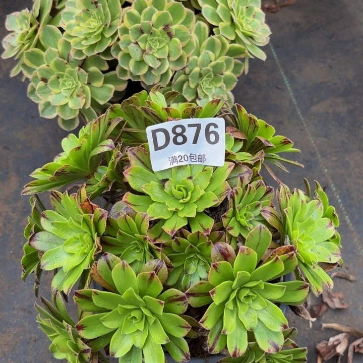 瑞妈多肉植物，876必火