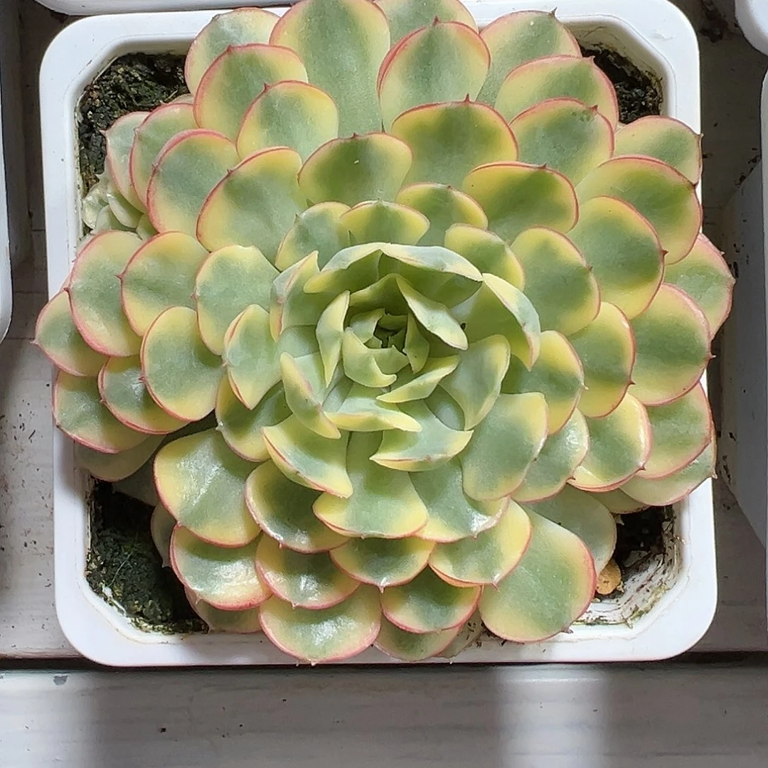 满38包邮沙漠玫瑰锦