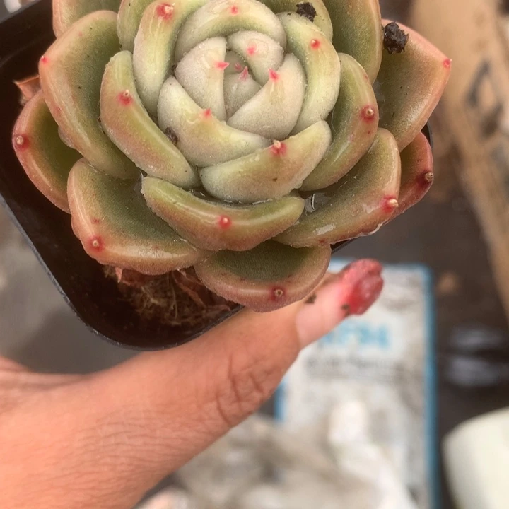 冰宝龙（满9.99包邮不满9.99发叶子）