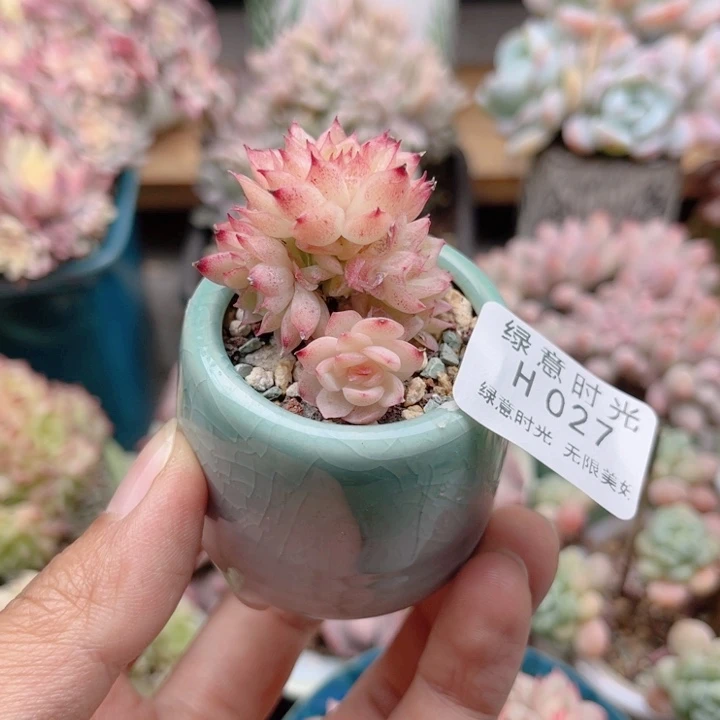 027 蝴蝶叶麦 带陶瓷盆发货 满28包邮
