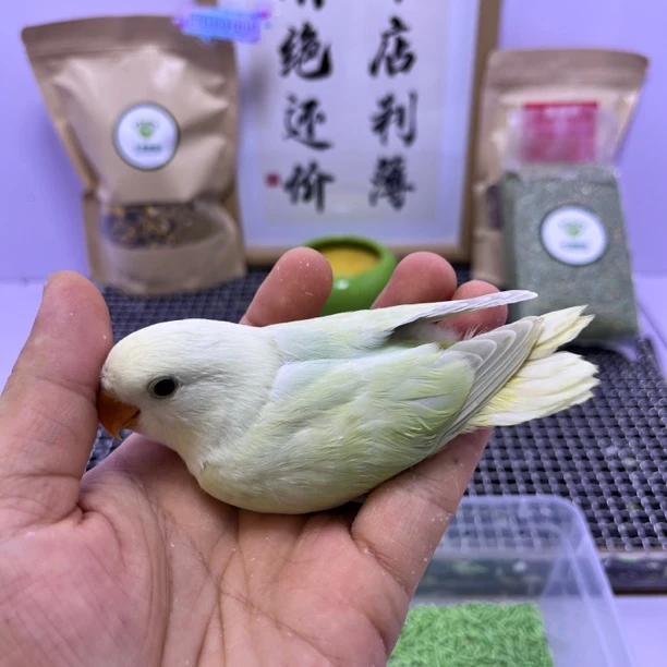 牡丹鹦鹉-金顶白面薄荷绿澳闪公R026