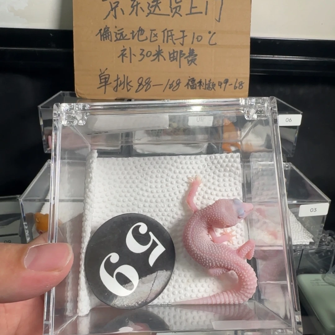 豹纹守宫超级雪花红眼暴龙妹妹