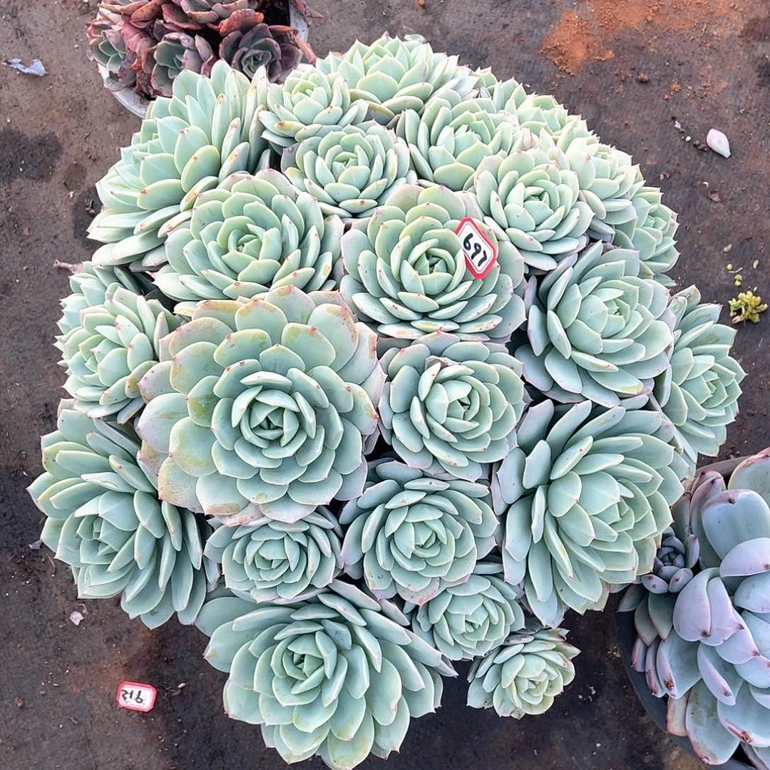 697恋曲 一物一拍多肉