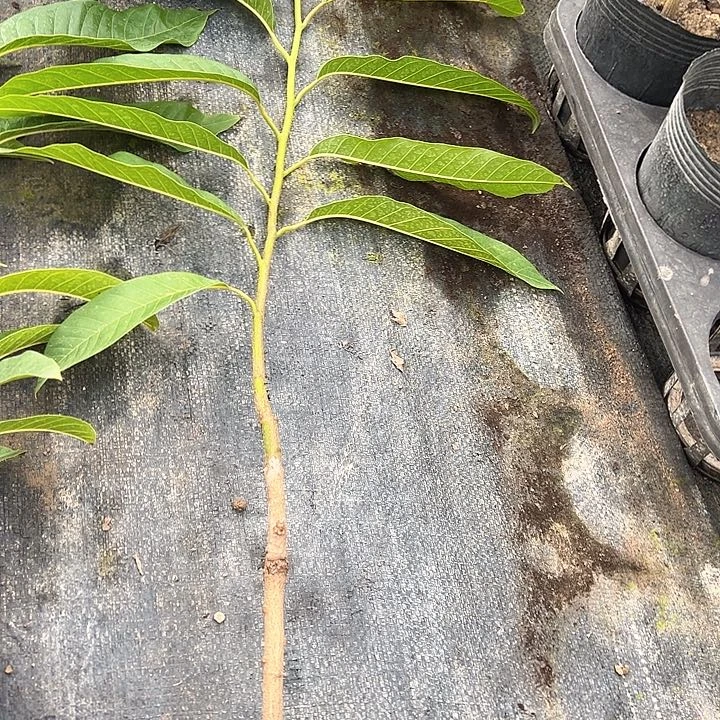 大***@天使247789999988888888