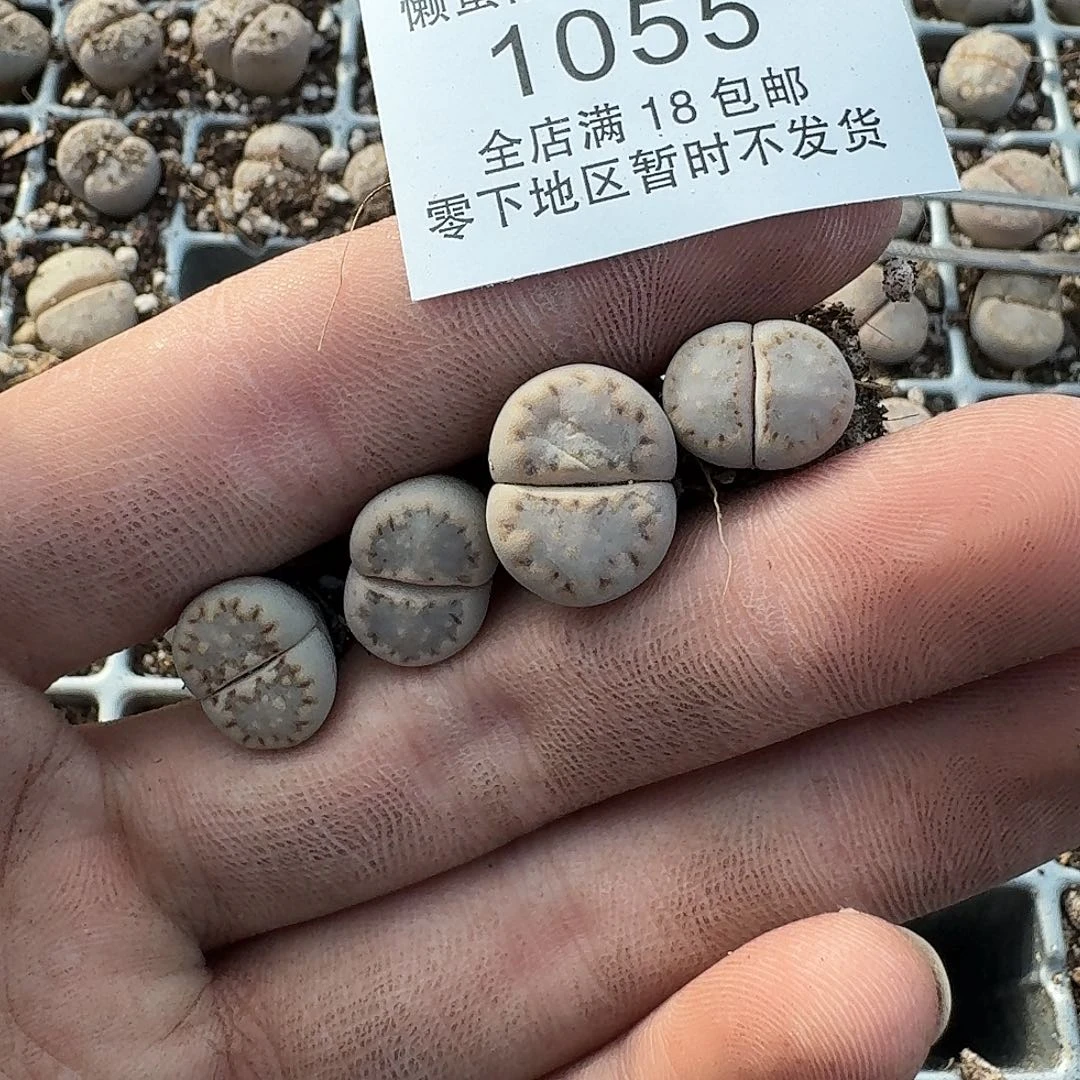1055 哈哈哈哈哈哈哈哈