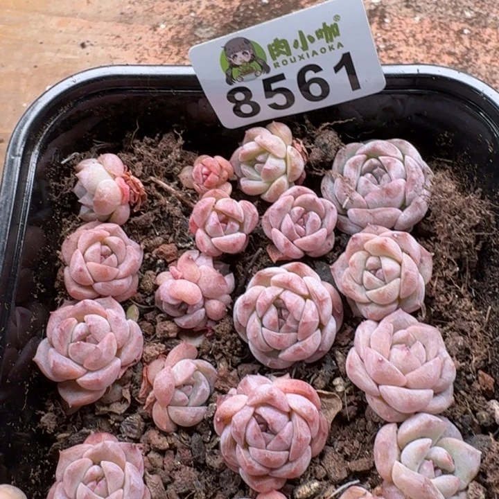 当前无花朵，栽培后可花朵多肉植物多肉植物