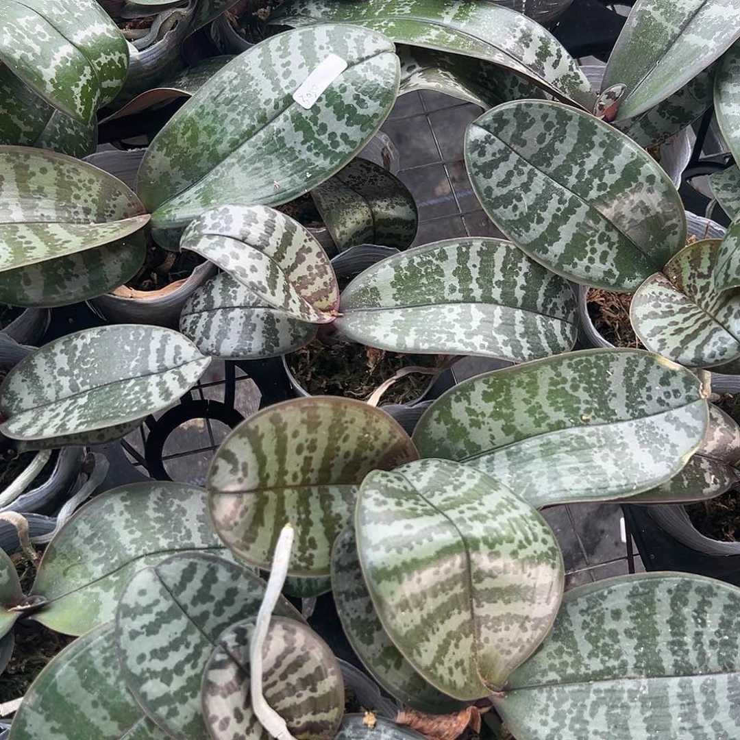 完全开放西➕沙美那组合