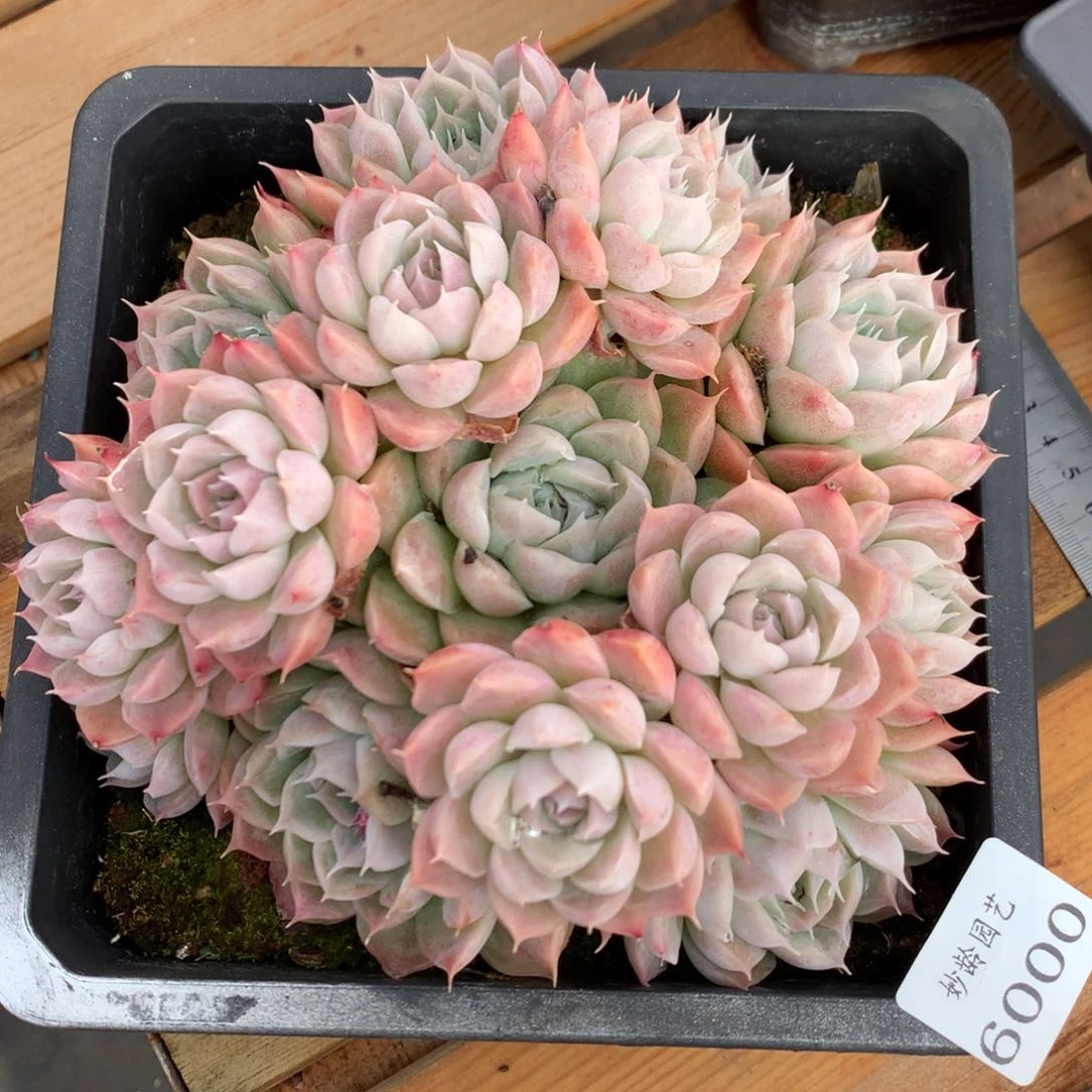 6000杂交精品基地16厘米