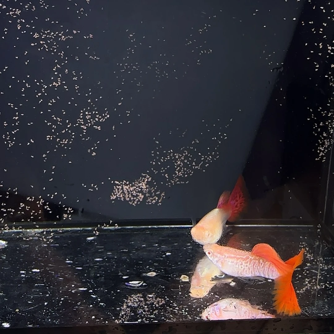 孔雀鱼蛇纹红尾一对