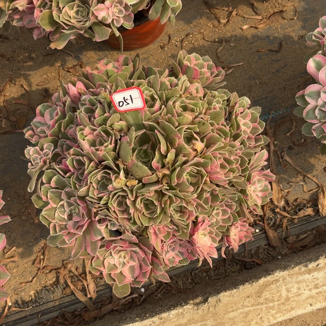051多肉植物男神法师