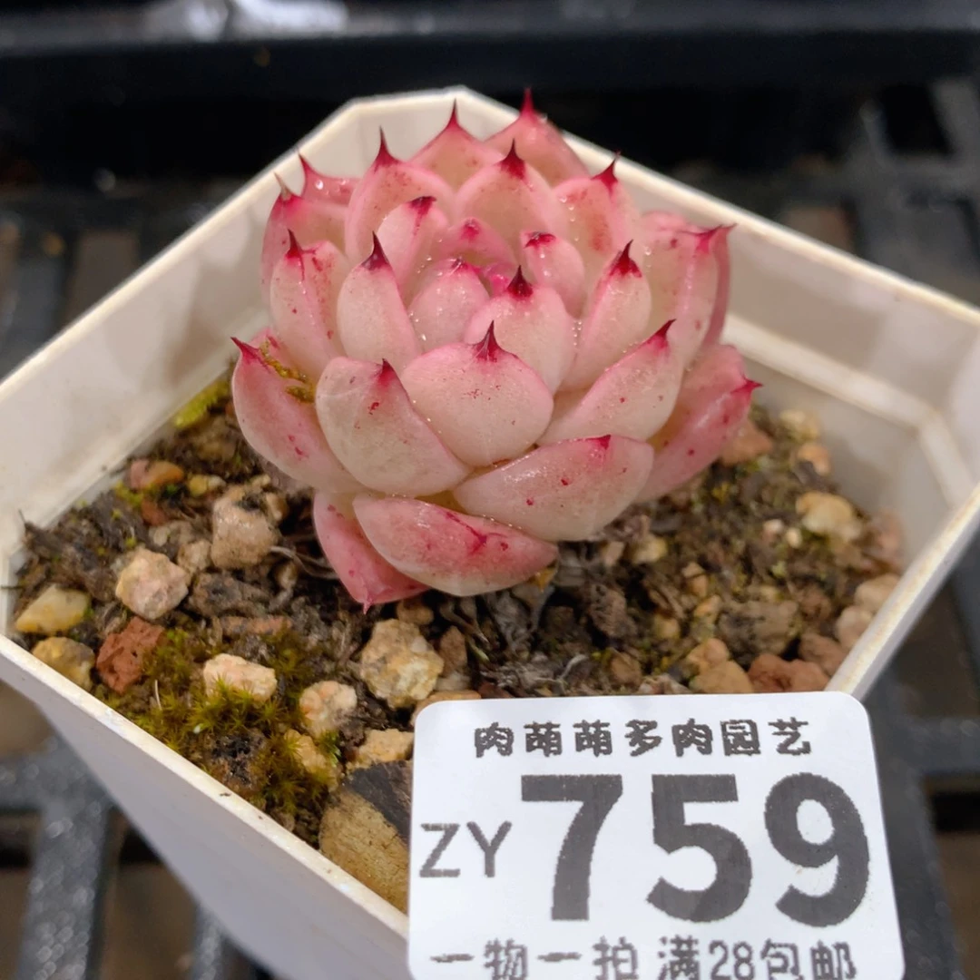 肉萌萌拇指盆精控多肉ZY759