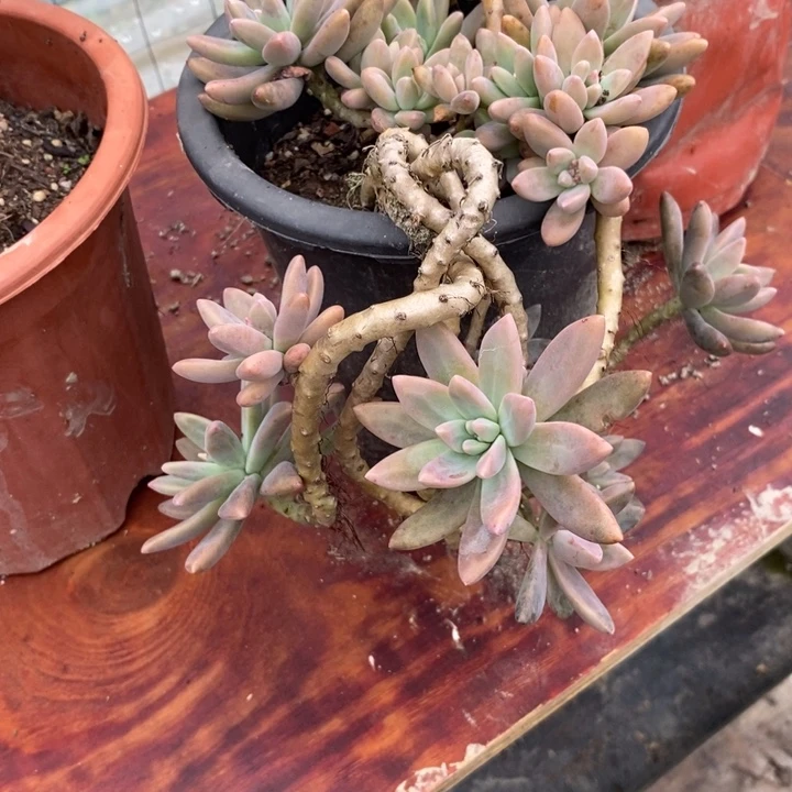 秋丽整装无砍老桩多肉