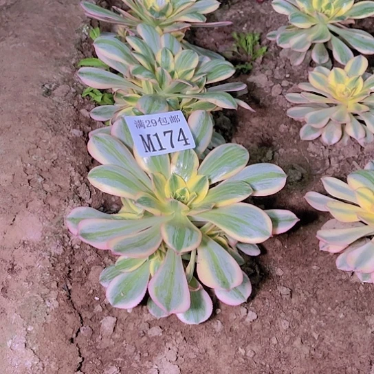 174灿烂多肉植物