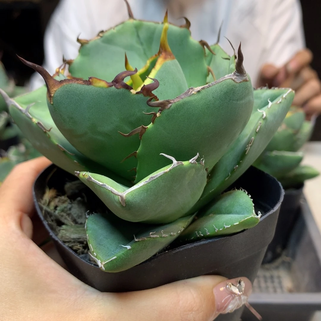 圣剑  龙舌兰 叶展 10公分起发