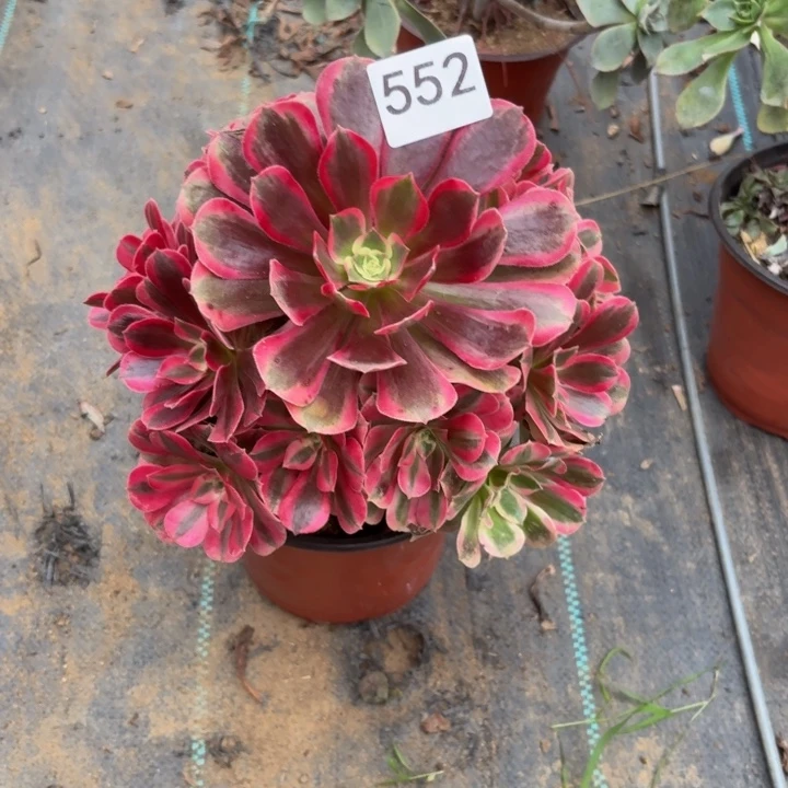 美杜莎多肉植物不包损552小棵