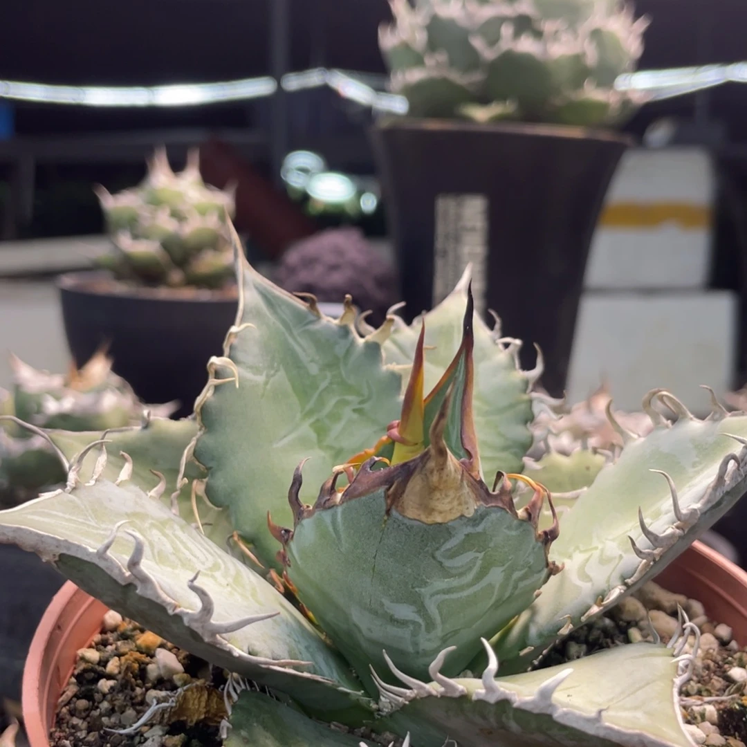 野二蓝肌狂刺888888