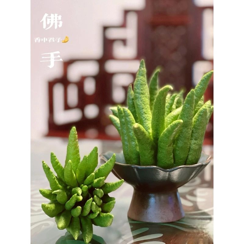 【现摘佛手柑】观赏果 香橼福寿果  次日早上云南基地现摘现发