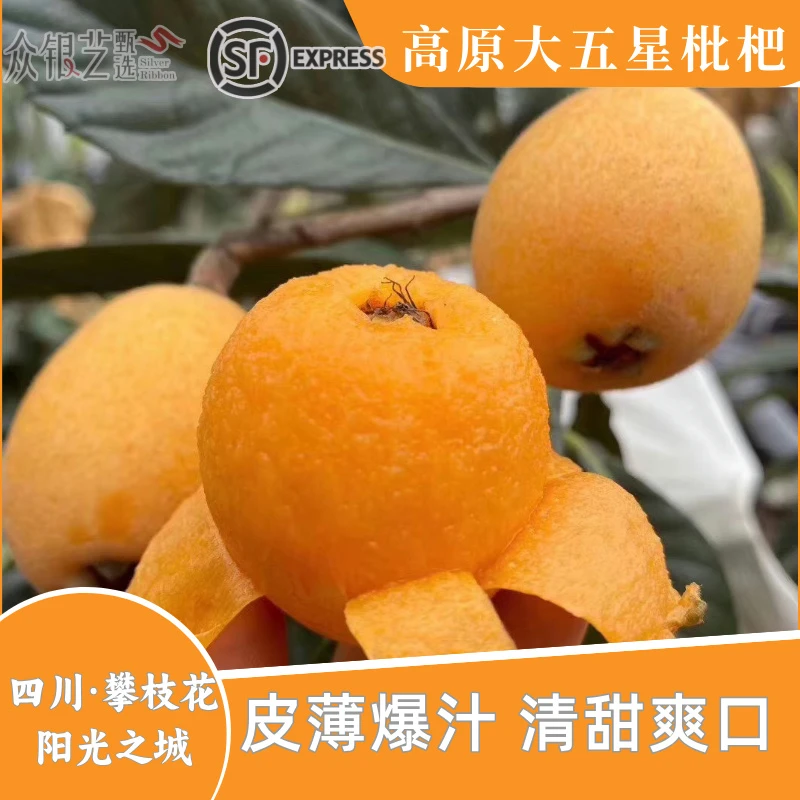 攀枝花米易枇杷当季新鲜采摘皮薄肉厚多汁礼盒顺丰包邮坏果包赔