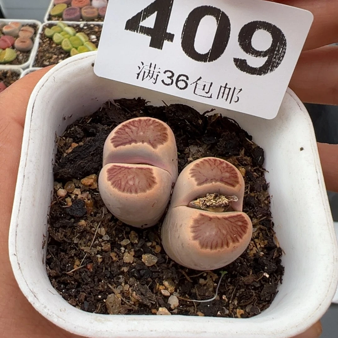 雪****81.17好看的多肉409