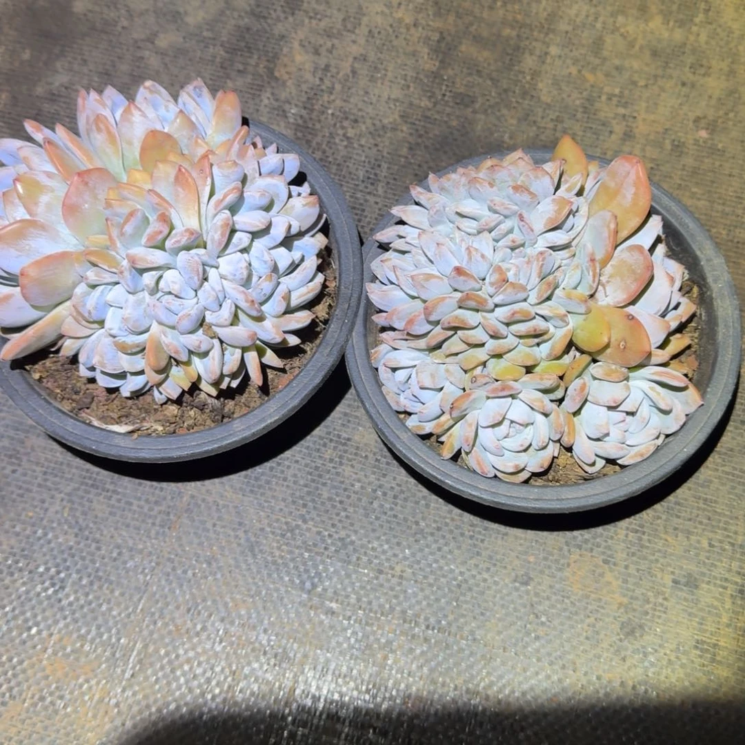 不开花植物小朵朵橙梦路