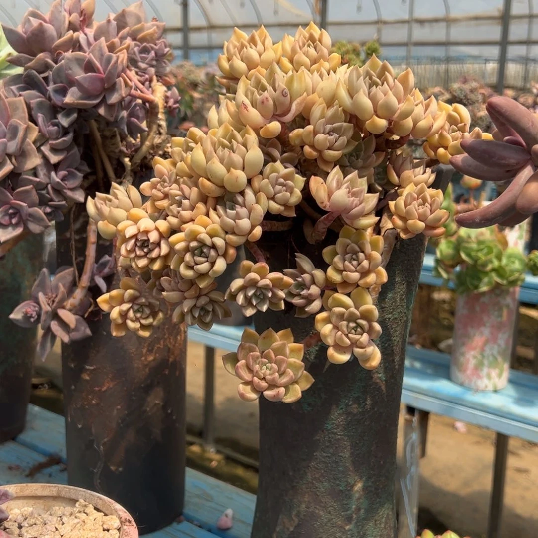 露养老桩脱土裸根油漆桶