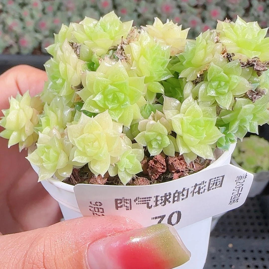 0923-70麦秆优选不包整