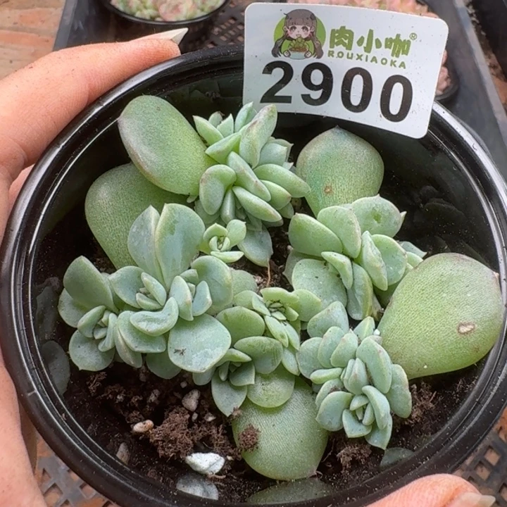多肉植物多肉植物
