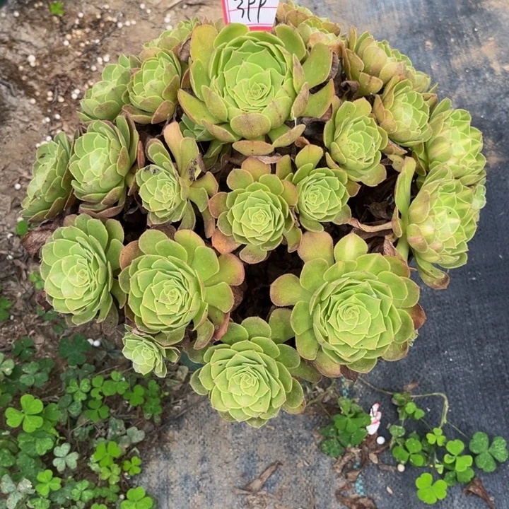399多肉植物法师老庄