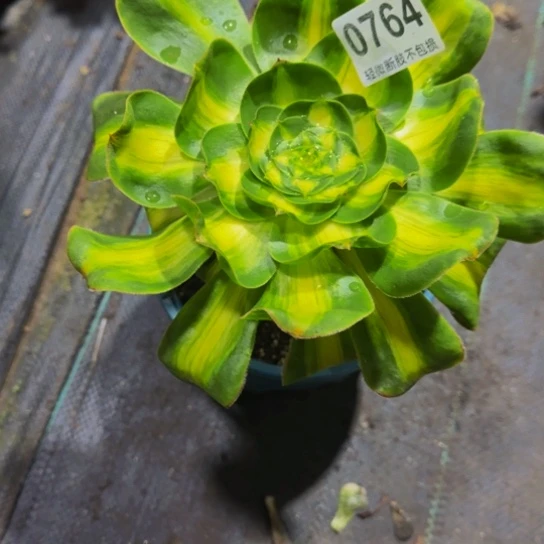 暴君07644444444444