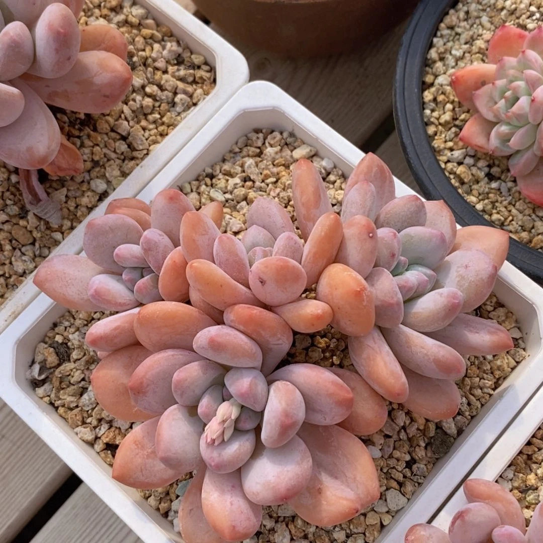 用多肉治愈生活-43