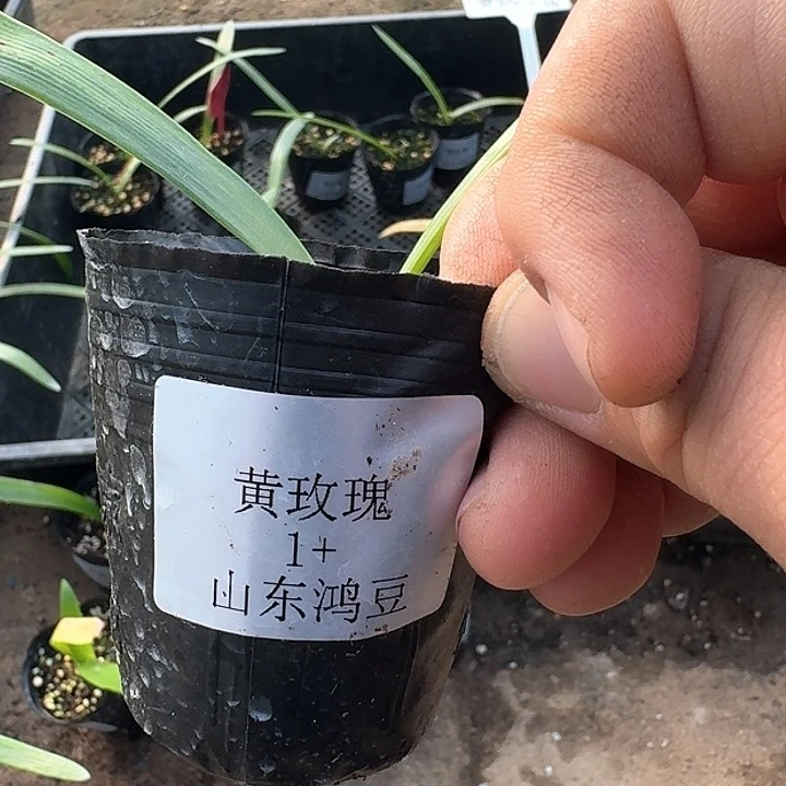 当前无花朵，栽培后可花朵荼*黄玫瑰