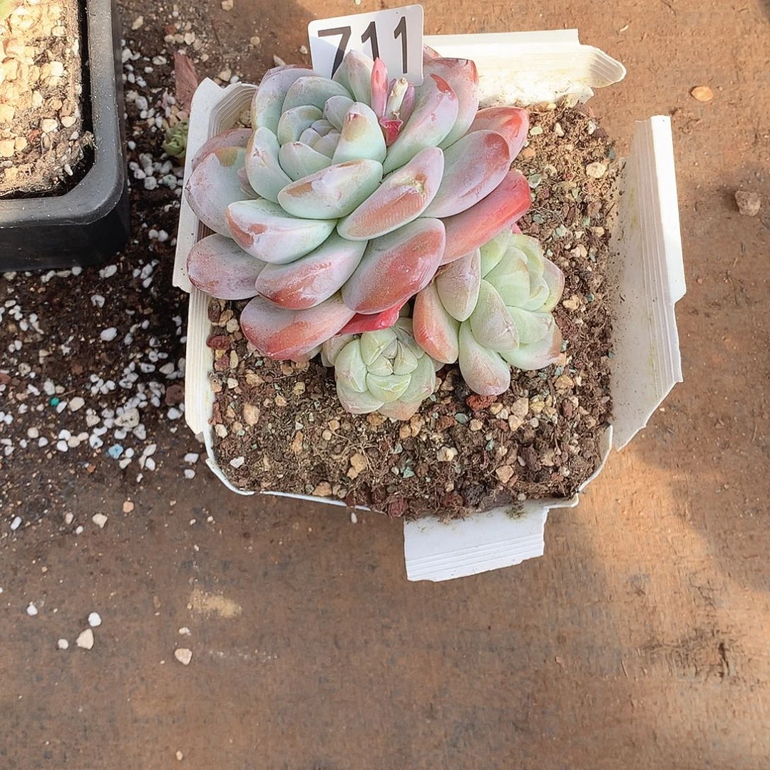 711冰玉 一物一拍多肉