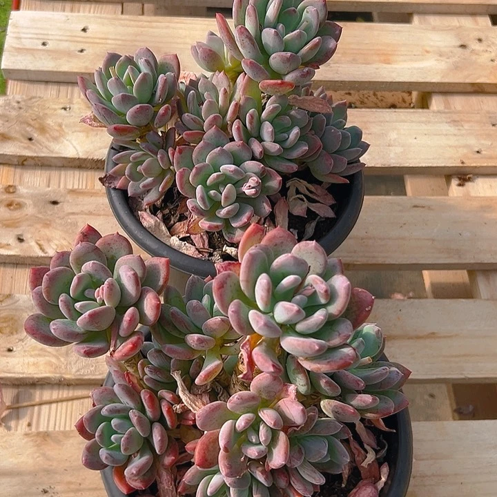 灰姑娘，满18包邮