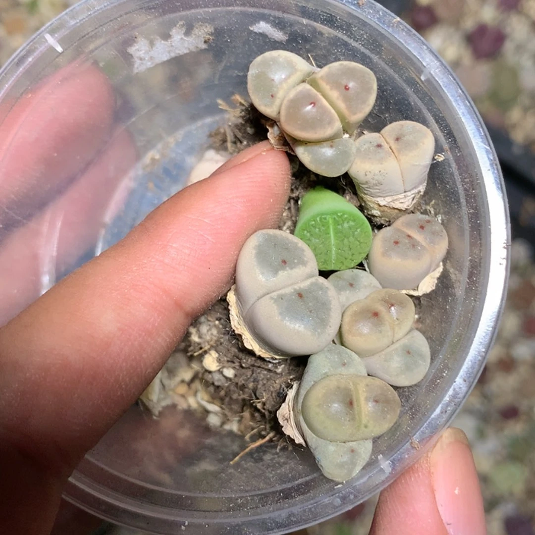阿*B724多肉植物保护