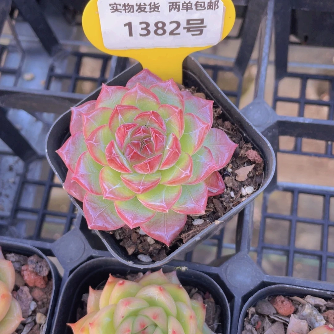 1382号 糖心钻石精品女王