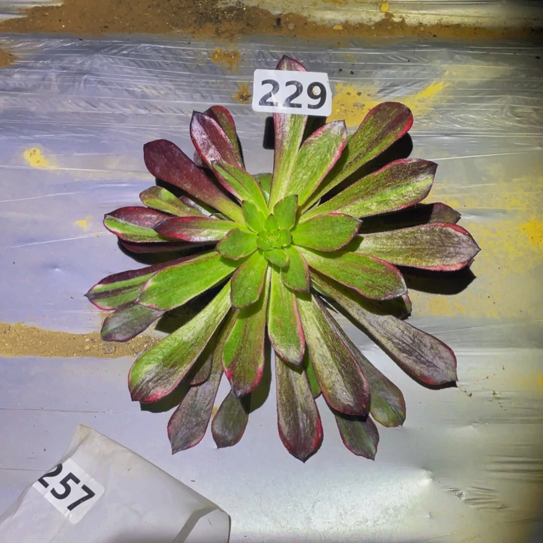 雪姬七彩的多肉229