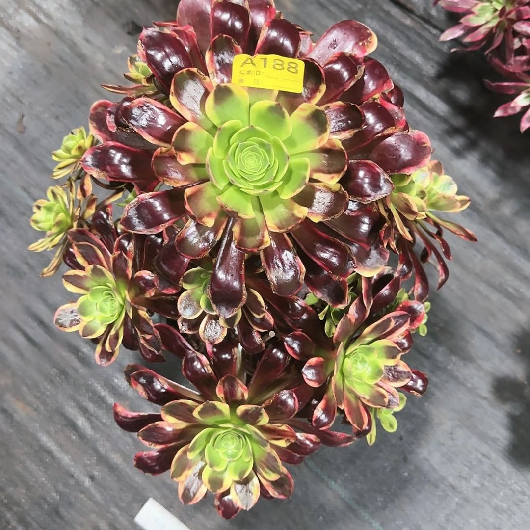 欧嘉莉法师多植物188