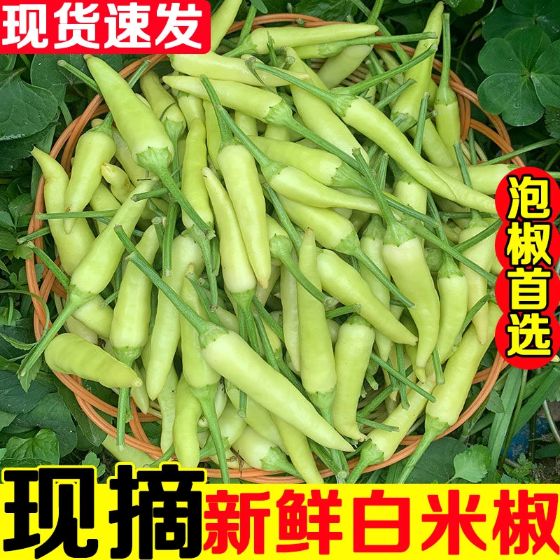 现摘野山椒小米辣椒新鲜朝天椒剁椒尖椒特超辣做泡椒的剁椒白米椒