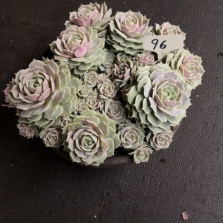 如***℡多肉植物，露娜莲96号