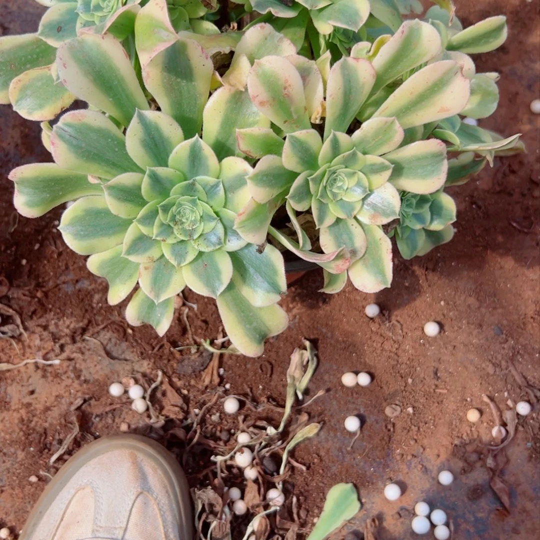 我1173 号多肉法师新年特价